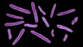 Bacteria Mycobacterium bovis, illustration Royalty Free Stock Photo