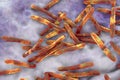 Bacteria Mycobacterium tuberculosis Royalty Free Stock Photo