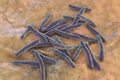 Bacteria Mycobacterium tuberculosis, the causative agent of tuberculosis Royalty Free Stock Photo