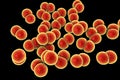 Bacteria Neisseria gonorrhoeae