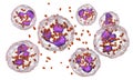 Bacteria Neisseria gonorrhoeae inside phagocytes