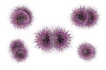 Bacteria Neisseria meningitidis Royalty Free Stock Photo