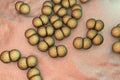 Bacteria Neisseria meningitidis Royalty Free Stock Photo