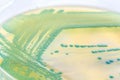 Bacteria in a petri dish Royalty Free Stock Photo
