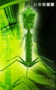 Bacteria phage Royalty Free Stock Photo