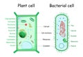 Bacteria and plant cell. comparison of cell structure