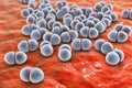 Bacteria pneumococci, Streptococcus pneumoniae Royalty Free Stock Photo