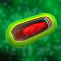 Bacteria - Prokaryote Cell Anatomy - in fluid Royalty Free Stock Photo