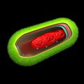 Bacteria - Prokaryote Cell Anatomy - isolated on black Royalty Free Stock Photo