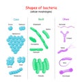 Bacteria Shape. cell morphology