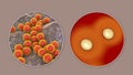Bacteria Staphylococcus aureus, 3D illustration Royalty Free Stock Photo