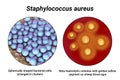 Bacteria Staphylococcus aureus, 3D illustration