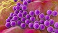 Bacteria Staphylococcus aureus Royalty Free Stock Photo