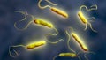 Bacteria Stenotrophomonas maltophilia