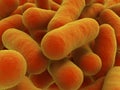 Bacteria strain Royalty Free Stock Photo