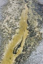 Bacteria Stream of The Yellowstone national park Royalty Free Stock Photo
