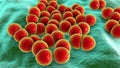 Bacteria Streptococcus pneumoniae, also known as Pneumococcus