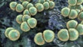 Bacteria Streptococcus pneumoniae