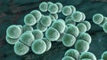 Bacteria Streptococcus pneumoniae Royalty Free Stock Photo