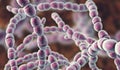 Bacteria Streptococcus thermophilus Royalty Free Stock Photo