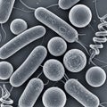 Bacteria types: rod-shaped bacilli, spherical cocci, and spiral-shaped Royalty Free Stock Photo