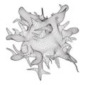 Bacteria virus wireframe mesh