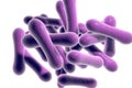 Bacteria which cause diphtheria Royalty Free Stock Photo