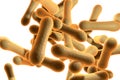 Bacteria which cause diphtheria Royalty Free Stock Photo