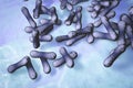 Bacteria which cause diphtheria Royalty Free Stock Photo