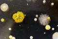 Bacteria, yeast and mold on a petri plate