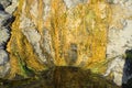 Bacterial and algae growth on rock at Divers Cove Beach in Laguna Beach, California.