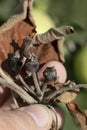 Bacterial burn of fruit trees is caused by pathogenic fungi and bacteria