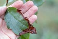 Bacterial burn of fruit trees is caused by pathogenic fungi and bacteria. Leads to death of fruits and trees