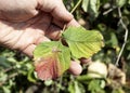 bacterial burn leaves on bushes. fungal disease