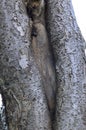 bacterial canker on fruit tree