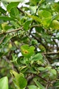 Bacterial canker on lime and citrus family