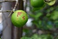 Bacterial canker on lime fruit