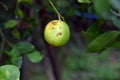 Bacterial canker on lime fruit