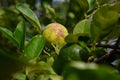 Bacterial canker on lime fruit