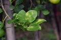 Bacterial canker on lime leaf