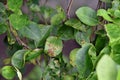 Bacterial canker on lime leaf