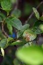 Bacterial canker on lime leaf