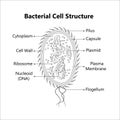 Bacterial cell anatomy labeling structures on a bacillus cell with nucleoid DNA. Royalty Free Stock Photo