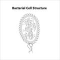 Bacterial cell anatomy labeling structures on a bacillus cell with nucleoid DNA Royalty Free Stock Photo