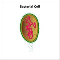 Bacterial cell anatomy labeling structures on a bacillus cell with nucleoid DNA Royalty Free Stock Photo