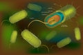 Bacterial cell anatomy labeling structures on a bacillus cell with nucleoid DNA and ribosomes. Rod-shaped Gram-negative