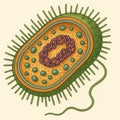 Bacterial Cell Cross-Section: Internal Structures Royalty Free Stock Photo