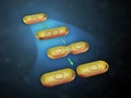 Bacterial cell division Royalty Free Stock Photo