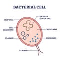 Bacterial cell structure with anatomical inner parts sections outline diagram