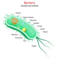 Bacterial cell Structure and anatomy Royalty Free Stock Photo